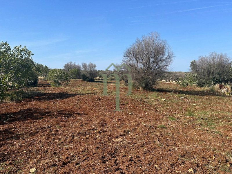 Terreno agrícola en Carovigno