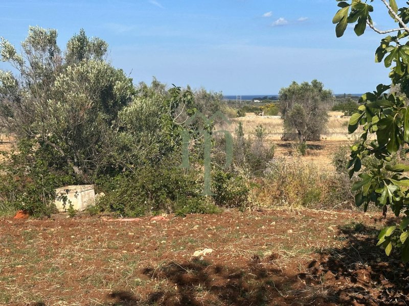 Terreno agrícola en Carovigno
