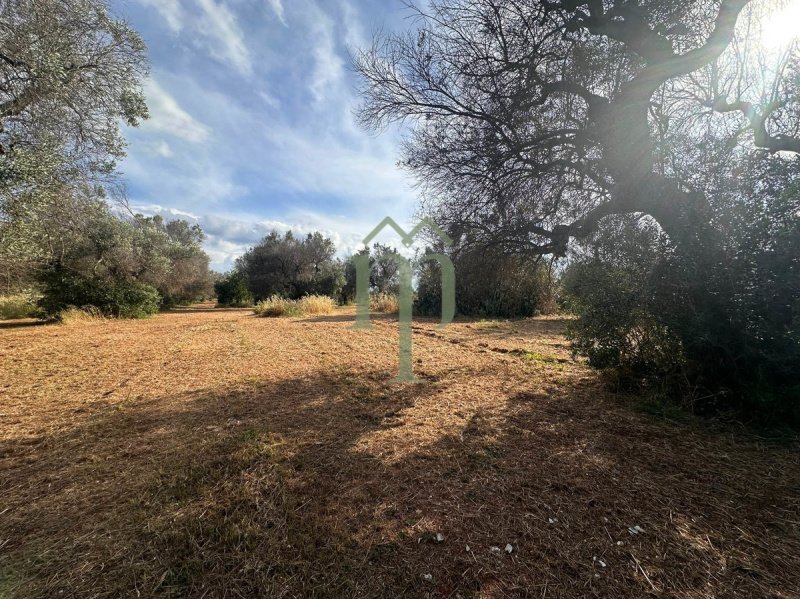 Terrain à bâtir à San Vito dei Normanni