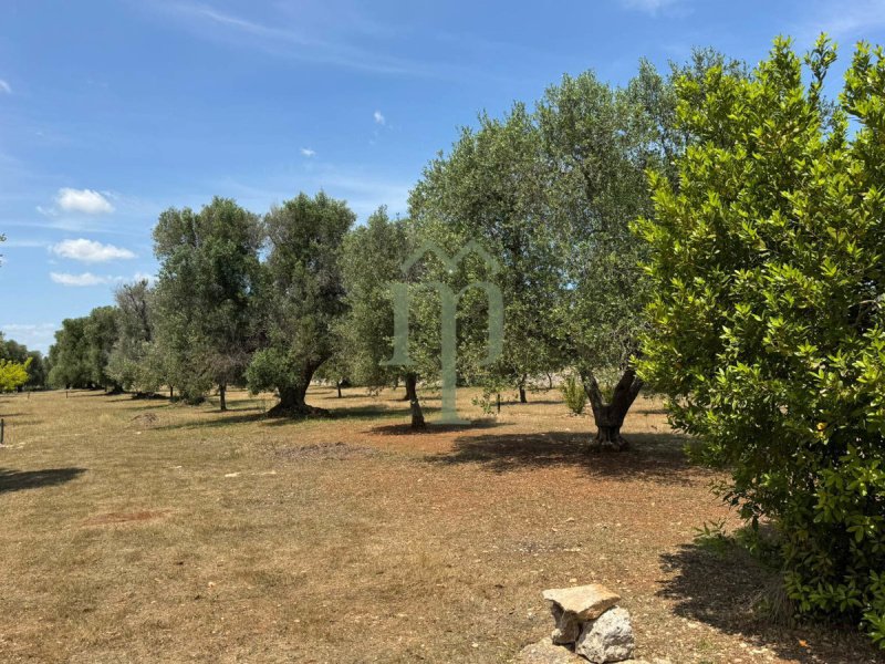 Building plot in Carovigno