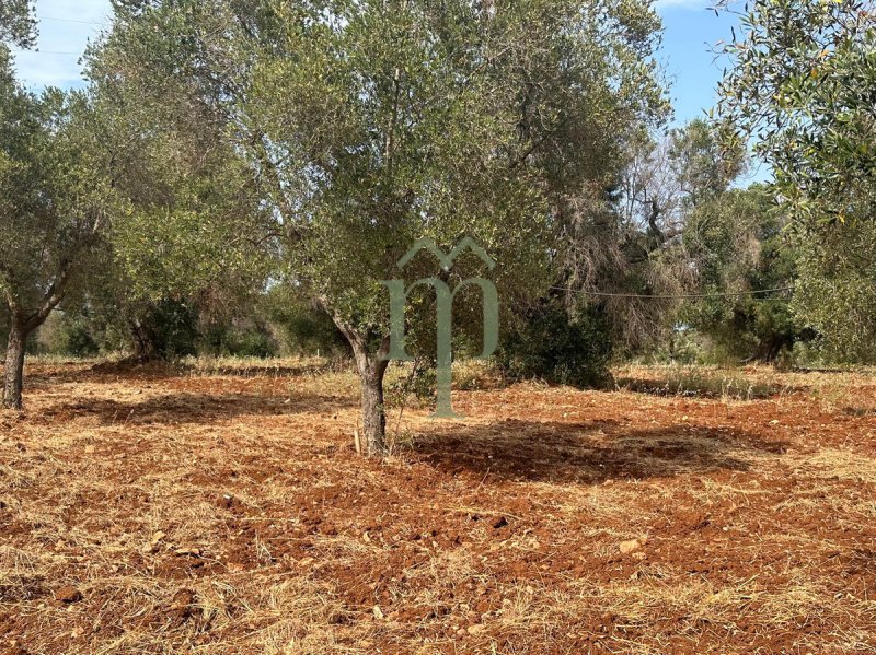 Bauland in Carovigno