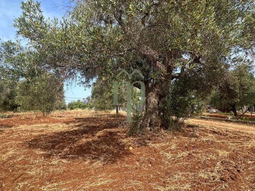 Terreno para construção em Carovigno