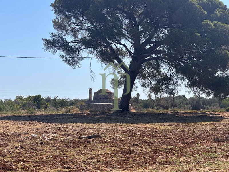 Lantställe i Carovigno