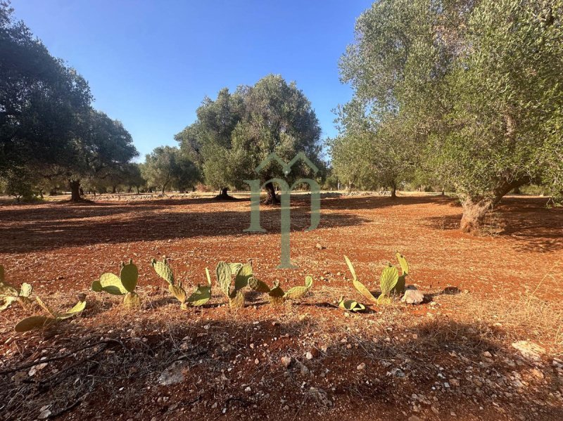 Building plot in Carovigno