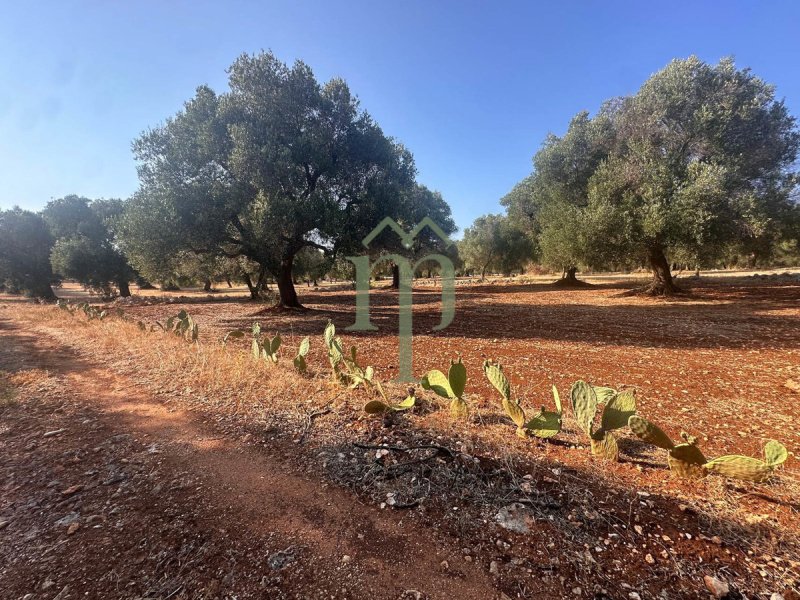 Building plot in Carovigno
