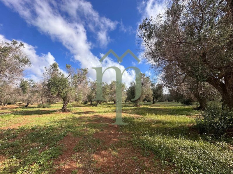 Building plot in San Vito dei Normanni