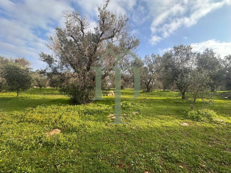 Land in San Vito dei Normanni