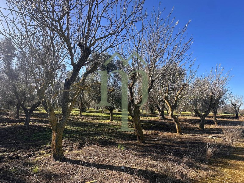 Ferme à Brindisi
