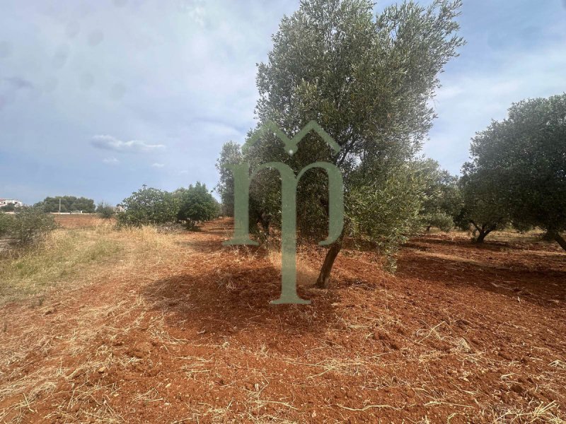 Lamia i Carovigno