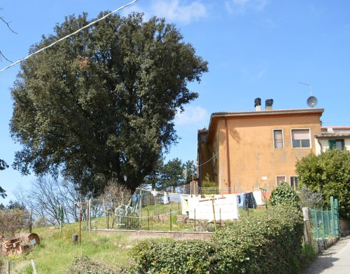 Detached house in Scansano