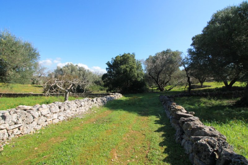 Trulli in Ostuni