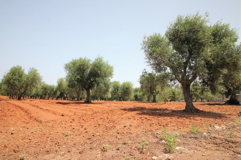 Terreno edificabile a Ostuni