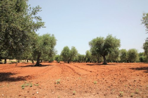 Bouwgrond in Ostuni