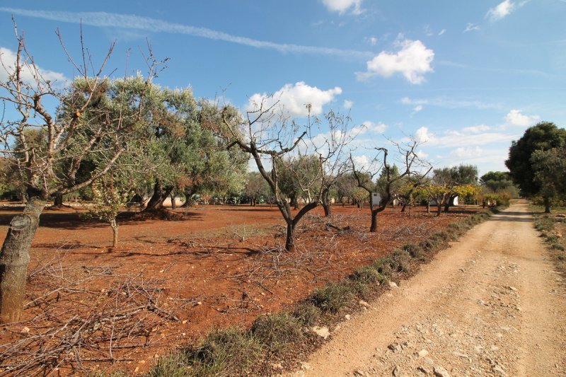 Lamia i Ostuni