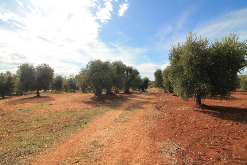 Bouwgrond in Ostuni