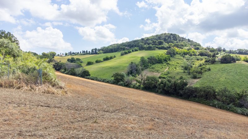 Landwirtschaftliche Fläche in Osimo