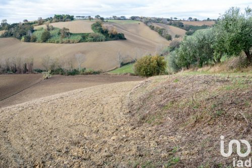 Terrain agricole à Osimo