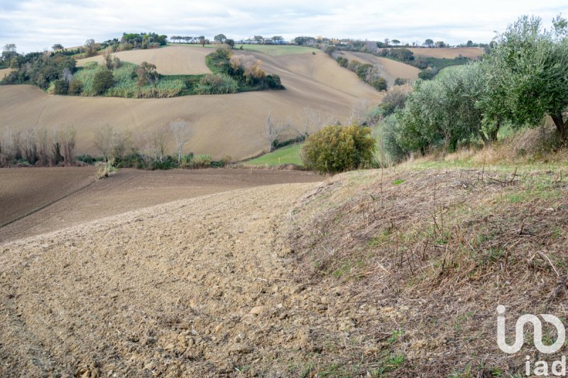 Terreno agrícola em Osimo