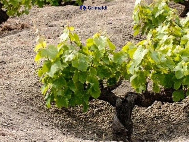 Farm for sale in Pantelleria [811057] | Gate-away®