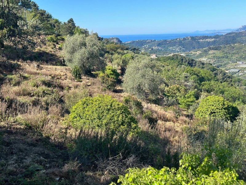 Building plot in Vallebona