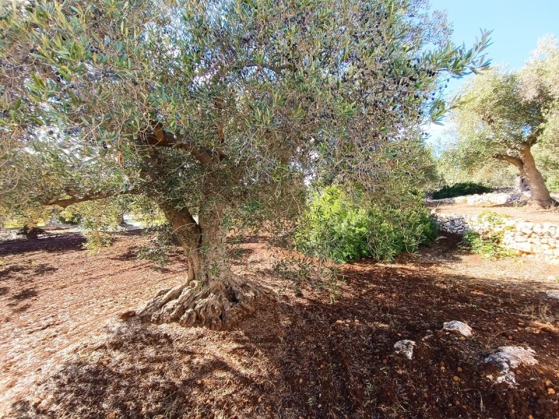 Villa en Ostuni