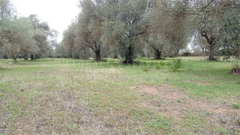 Сельскохозяйственный участок в Альгеро