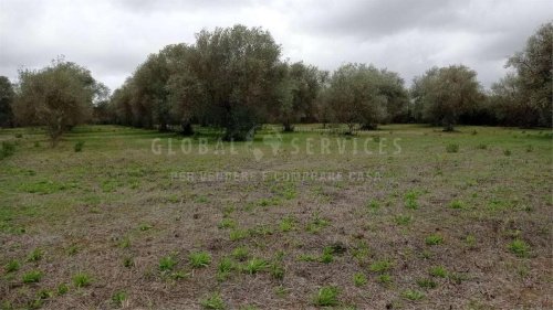 Landwirtschaftliche Fläche in Alghero