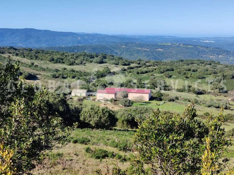 Explotación agrícola en Arzachena