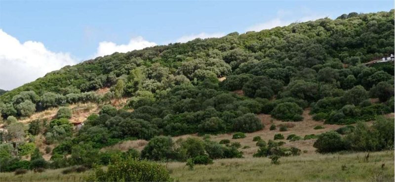 Terreno agrícola em Alghero