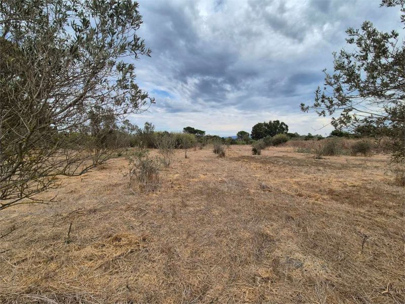Terreno agrícola em Alghero