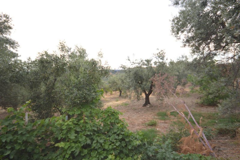 Terreno agricolo a Corigliano-Rossano