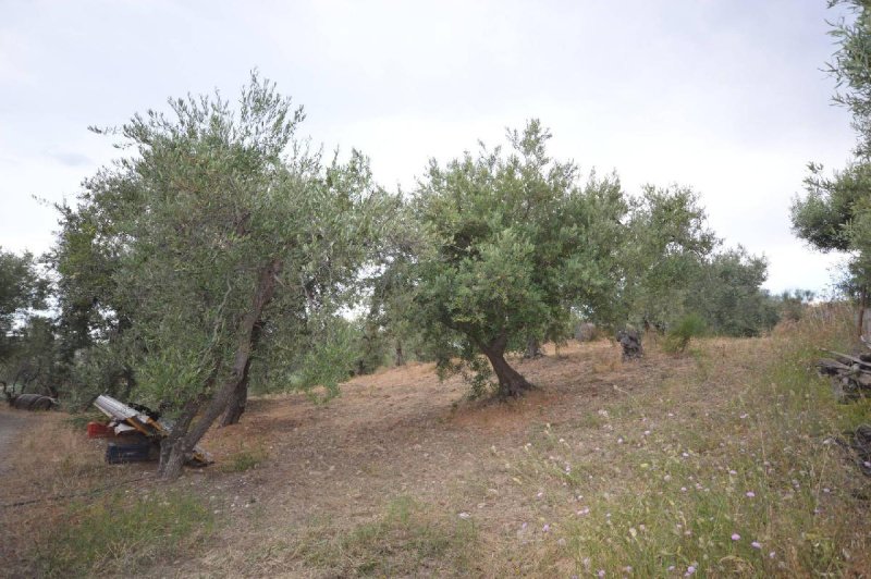 Terreno agricolo a Corigliano-Rossano