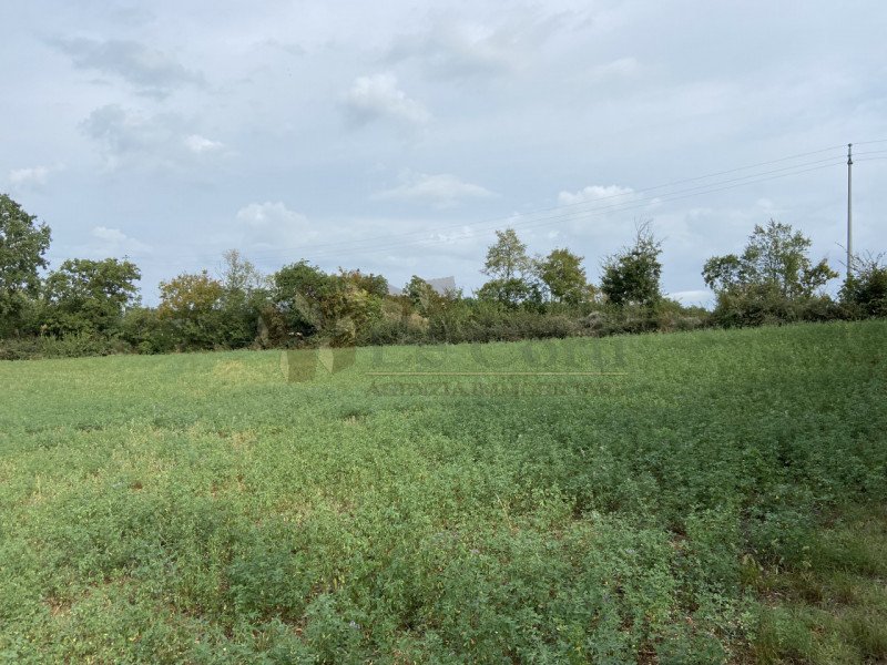 Terrain à Lonigo