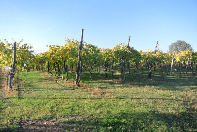 Terrain à Lonigo