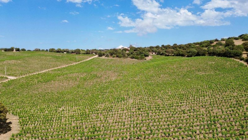 Boerenbedrijf in Olbia