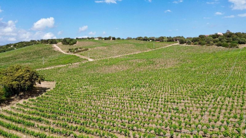 Explotación agrícola en Olbia