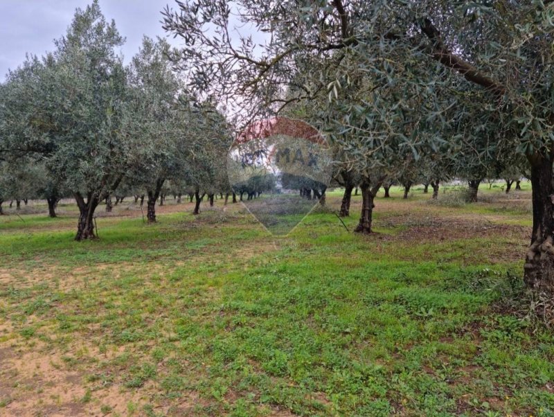 Landbouwgrond in Vittoria