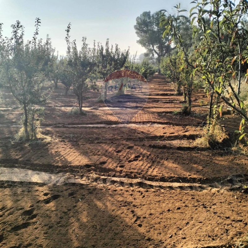 Terreno agrícola en Caltagirone