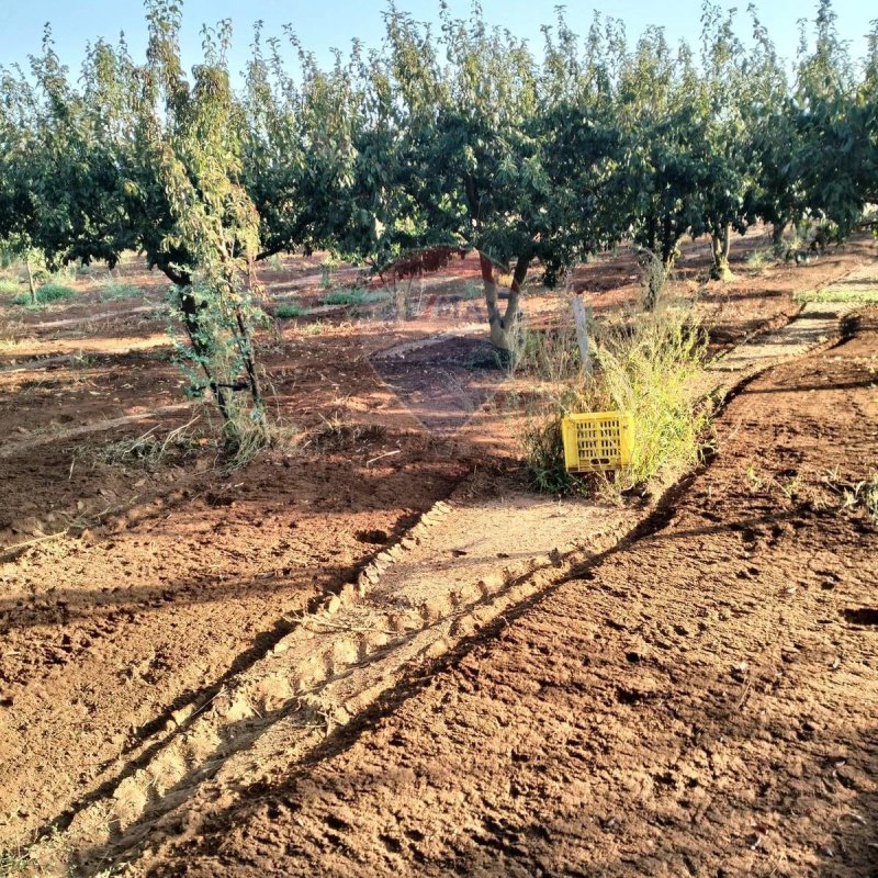 Terreno agrícola em Caltagirone