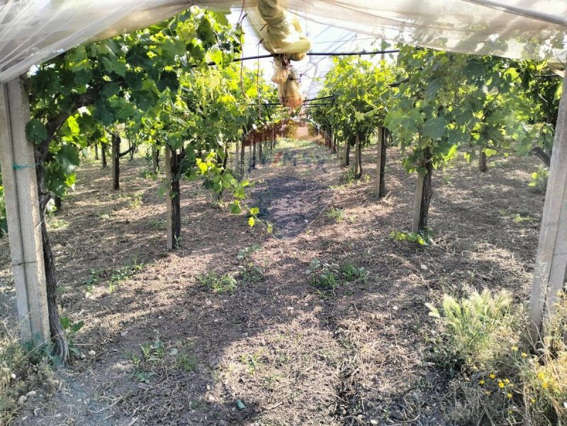 Terreno agrícola em Licodia Eubea