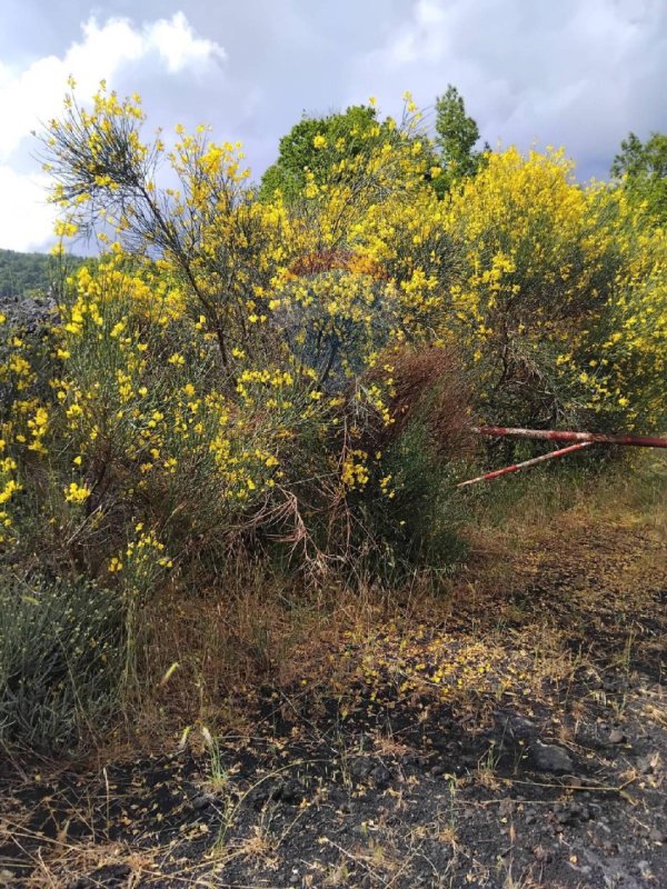 Agricultural land in Mascali