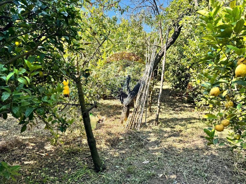 Terreno agrícola em Valverde