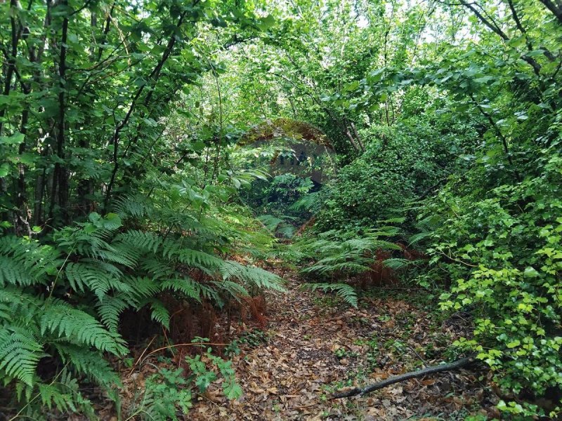 Terreno agrícola em Mascali