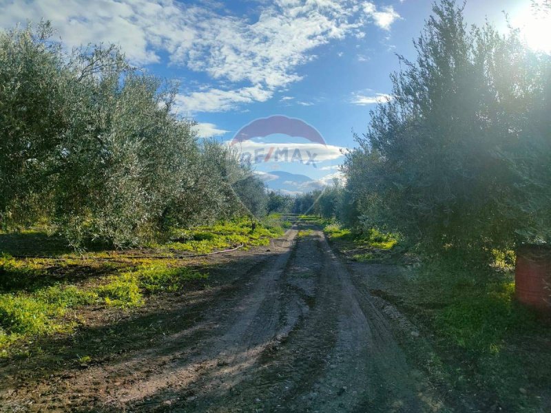 Terreno agricolo a Belpasso