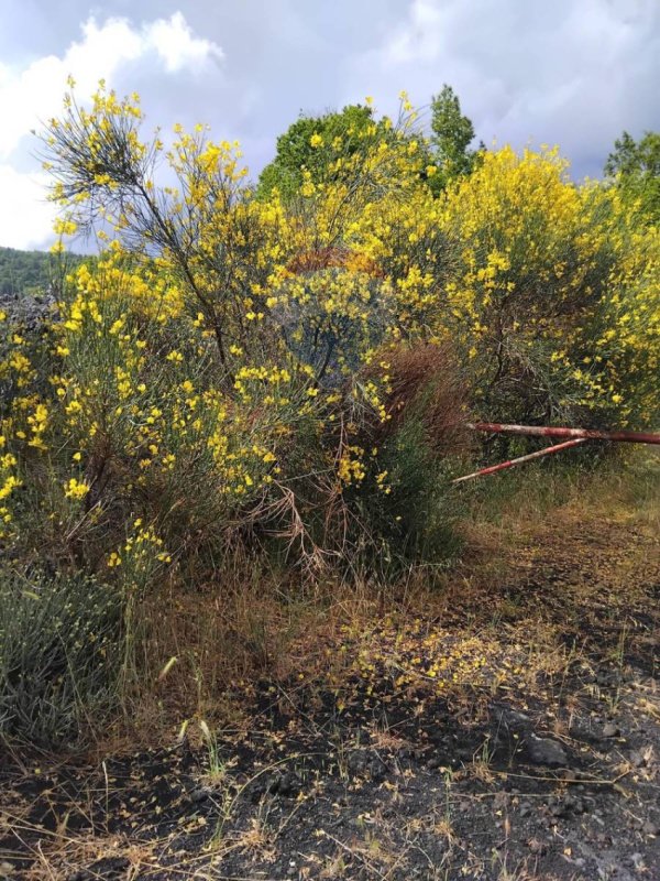 Terreno agricolo a Mascali