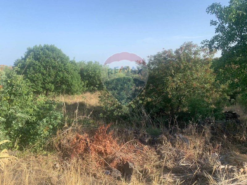 Agricultural land in Mascalucia