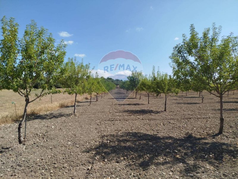 Agricultural land in Noto