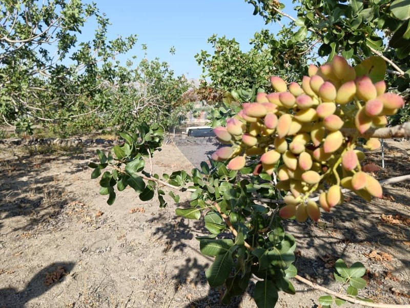 Terreno agrícola em Biancavilla