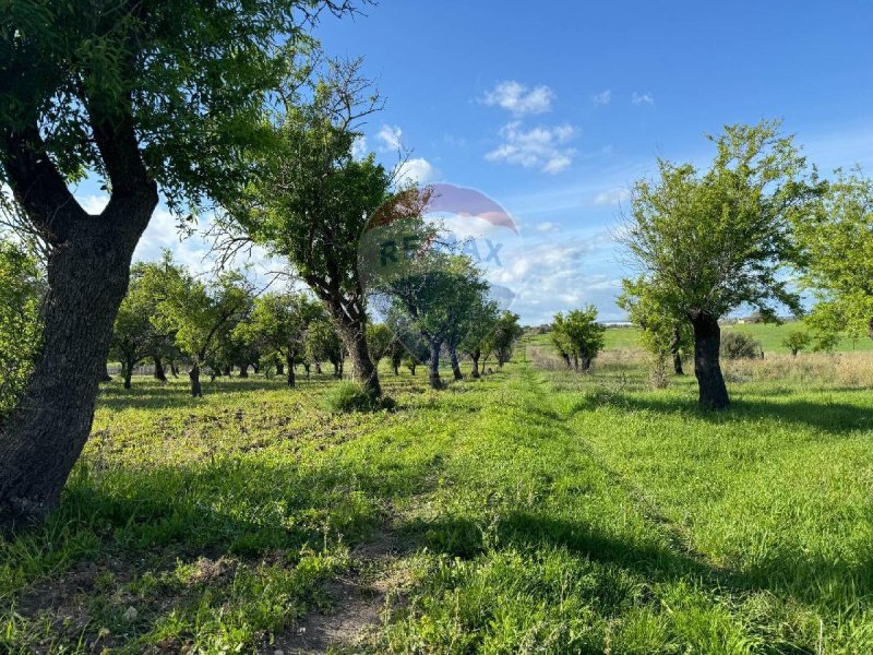 Landbouwgrond in Noto