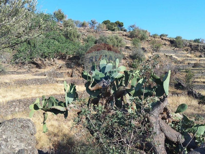 Agricultural land in Adrano